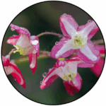 Epimedium