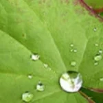 Horny Goat Weed Extract