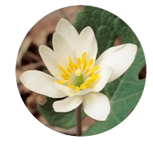 Sanguinaria Canadensis
